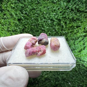 Könnte beinhalten: Eine Sammlung roher, rosa Rubin-Edelsteine, präsentiert in einer transparenten Kunststoffbox. Die Rubine variieren in Größe und Form, mit einer Mischung aus rosa und dunkleren Rottönen. Der Hintergrund ist eine lebendige, grüne, moosartige Textur.