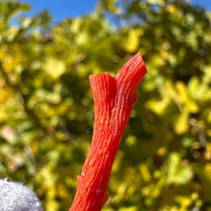 K&ouml;nnte beinhalten: Ein einzelner Ast aus leuchtend roter Koralle mit einer strukturierten, organischen Oberfl&auml;che, vertikalen Rillen und einer gegabelten Spitze. Die Koralle zeigt einen tiefen, ges&auml;ttigten Karmesinton und eine nat&uuml;rliche, unregelm&auml;&szlig;ige Form.