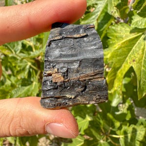 Può includere: Un pezzo di legno pietrificato nero con una texture naturale e ruvida. Il legno ha un colore marrone scuro in alcune aree, e la venatura è visibile.