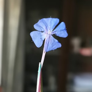 樹脂用ブルードライフラワー 25 個セット アートクラフト用の鮮やかなドライフラワー 押し花アート 明るいブルーの Ceratostigma ドライフラワー 25 個