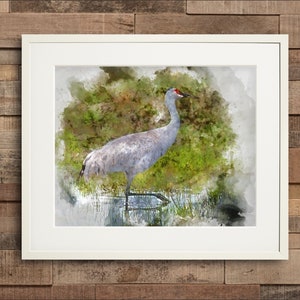 Watercolor Sandhill Crane Fine Art or Canvas Print