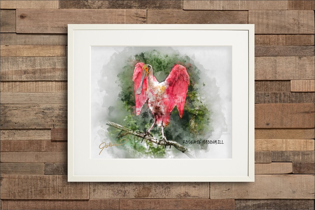Watercolor Roseate Spoonbill Fine Art Print - Etsy