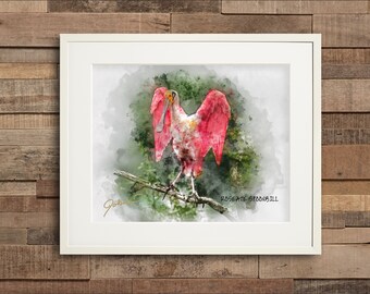 Watercolor Roseate Spoonbill Fine Art Print