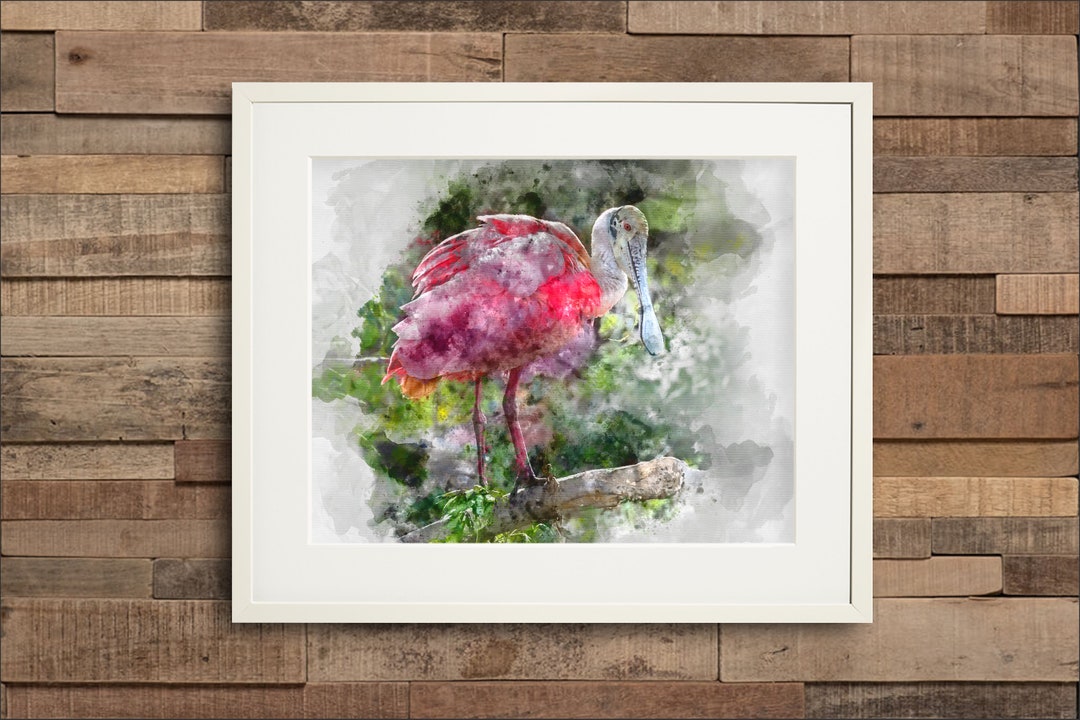 Watercolor Roseate Spoonbill Fine Art & Canvas Print - Etsy
