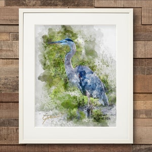 Watercolor Great Blue Heron Fine Art Print
