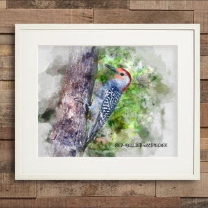 Watercolor Red-Bellied Woodpecker Fine Art & Canvas Print