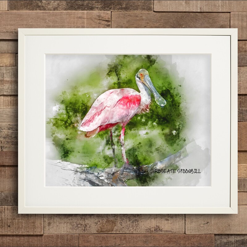 Roseate Spoonbill - Etsy