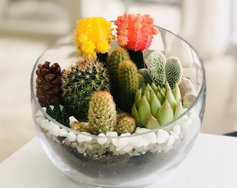 Moon Cactus & Succulent Arrangement in Glass Planter, Housewarming plant gift Delivery