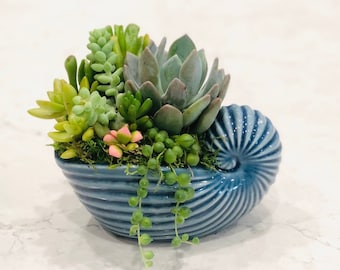 Blue seashell succulent arrangement, Mother's Day, tabletop decor, garden decor, colorful live succulent gift, beach decor