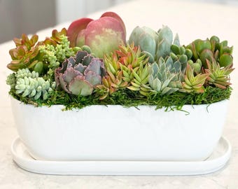 Live Colorful Succulent Arrangement: White Oval Ceramic Planter, Patio Table Centerpiece