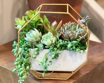 cup plant seeds Wine Cup