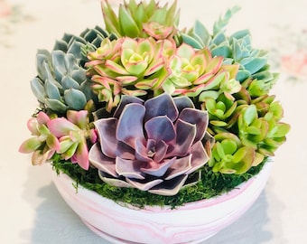 Elegant pink succulent arrangement for mom: 8" live succulents in pink marble pattern ceramic planter with saucer, Gift for mom,housewarming