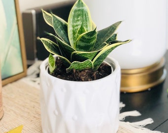 4” Live Snake plant in white pattern ceramic planter,Indoor houseplant in pot,air purifier,apartment decor, Plant for dad, boho decor