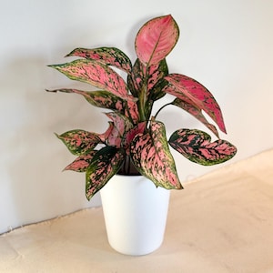 dieffenbachia plant for sale Dieffenbachia (Dieffenbachia x memoria-Corsii)