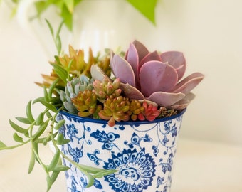 Country cottage blue and white bucket: Live Succulent Arrangement in Blue and White Planter, Mother’s Day succulent gift, birthday gift