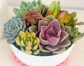 Colorful Live Succulent Arrangement in Ceramic White bowl Planter, Thank you Gift, Birthday gift,Mother s Day gift, succulents for mom