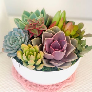 Colorful live Succulent Arrangement in White Ceramic Bowl (6" or 7"), Succulent Gift