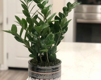 Live ZZ plant (lucky money tree) in black and white planter, live indoor plants in pot, housewarming indoor plants gift