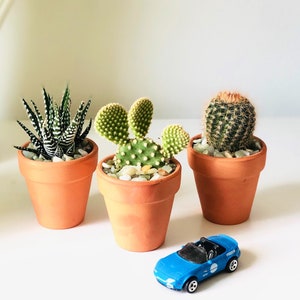 Potted Live Cactus Favor: 2.5" Terra Cotta Pot, Party Gift