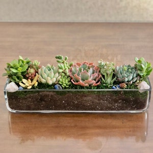 May include: A rectangular glass planter filled with various succulents. The arrangement includes green, red, and blue-green succulents, set in soil and moss, with small stones. The planter sits on a wooden surface.