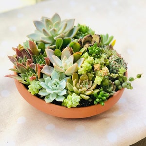 LIVE Succulent Arrangement in Terra-cotta round planter, succulent garden, succulent gift, apartment decor, gift for dad