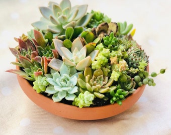 May include: A terracotta-colored, shallow bowl overflowing with a variety of succulents. The plants display a range of green, red, and pale colors. The arrangement includes rosette-shaped succulents and trailing varieties, creating a textured, natural display.