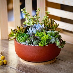 Live Succulent Garden: Tabletop live succulent arrangement in 8” or 10” terra-cotta planter with bamboo tray, centerpiece, Housewarming gift