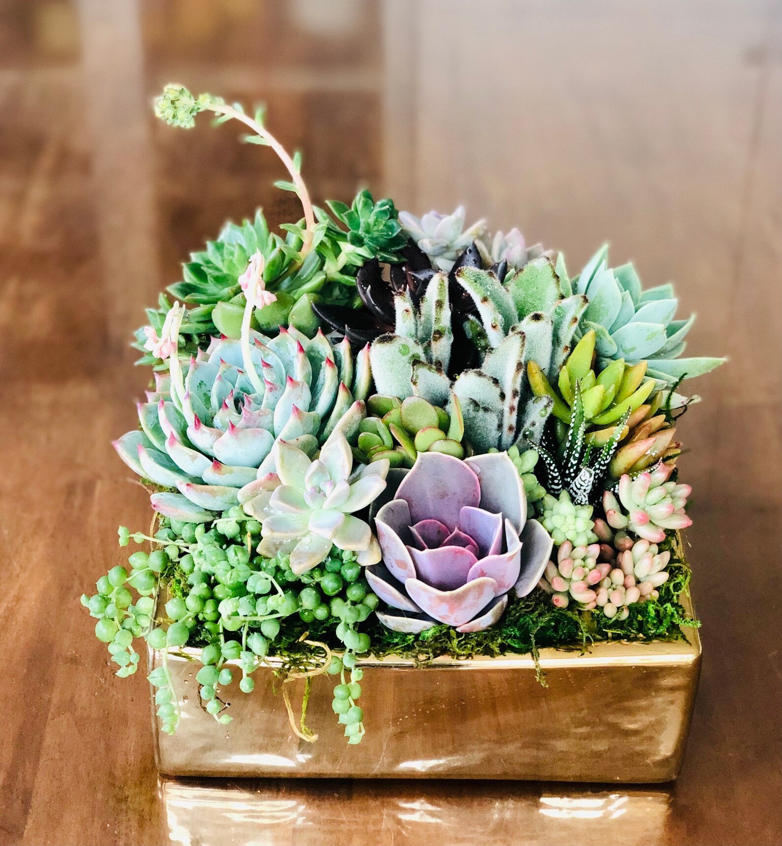 Large live Succulent arrangement in 8 square gold planter Etsy