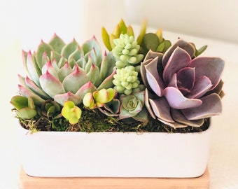 6.5” LIVE Succulent Arrangement in White Modern Rectangle planter with Bamboo Saucer, sweet succulent gift