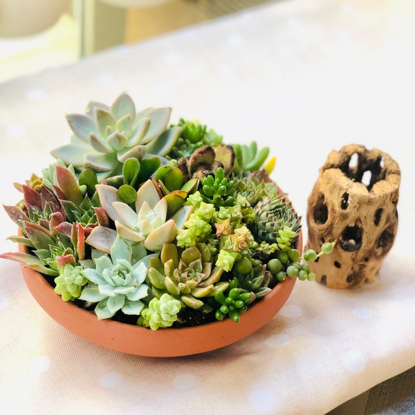 LIVE Succulent Arrangement in Terra-cotta round planter, succulent garden, Mix succulents, Birthday gift, apartment decoration