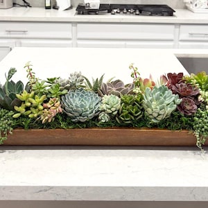 May include: A wooden trough planter filled with a variety of succulents. The succulents are in shades of green, blue-green, and burgundy, and are arranged on a bed of green moss. The planter is on a white countertop.