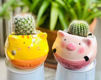 Cute cactus gift: small cactus in ceramic pink pig planter, cactus arrangement, live potted cactus, birthday gift, graduation cactus gift