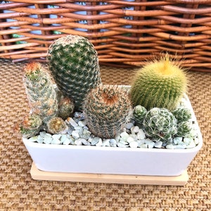 LIVE Cactus Arrangement Garden in White Modern Rectangle planter with Bamboo Saucer, Cactus gift, gift for dad image 2
