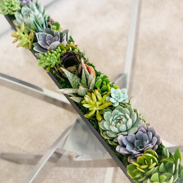 Extra-long live succulent arrangement in white or black stainless-steel planter, tabletop centerpiece, housewarming gift, Mother Day gift