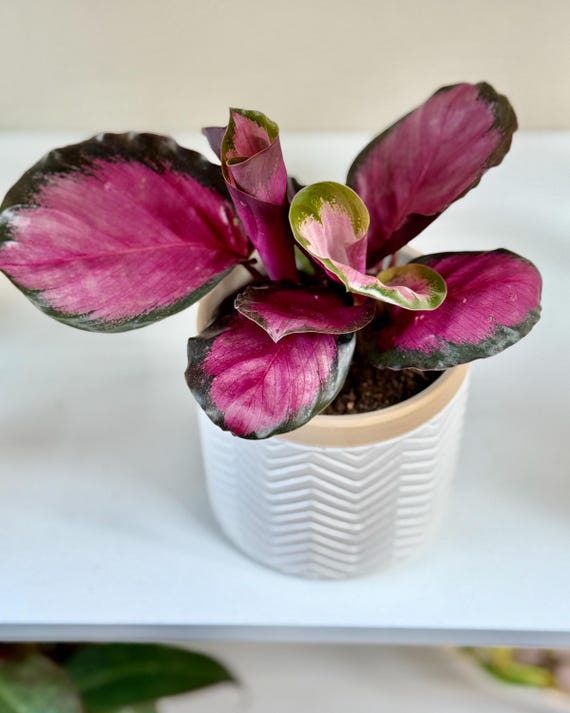 Purple Calathea Plant Live Prayer Plant in 4 grey pattern planter, exotic  plants decor