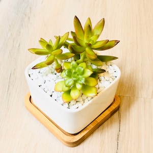Yellow Succulent Gift: Live Plant in White Modern Square Planter