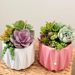 Colorful Succulent Arrangement: White or Pink Ceramic Planter