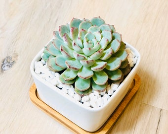 Live potted blue succulent ( Echeveria minima ) in small White Modern Square planter with Bamboo Saucer,small succulent gift, square planter