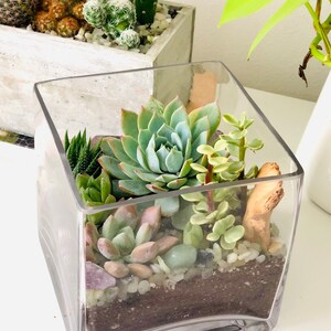 Jardín Secreto de mamá: VIVE Suculento arreglo Jardín en | Etsy