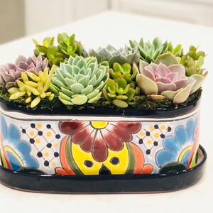 May include: A colorful oval ceramic planter with a blue, white, yellow, green, and red floral design. The planter is filled with a variety of succulents, including green, pink, and yellow varieties.