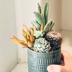 Mini succulent garden in green glazed planter, live succulent arrangement, small succulent gift, thank you gift