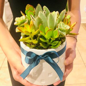 Live Succulent Arrangement: White Ceramic Planter with Ribbon