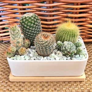 May include: A rectangular white ceramic planter filled with various cacti and small, light green pebbles. The cacti vary in shape and size, with green and yellow hues. The planter sits on a light brown wooden tray, against a woven background.