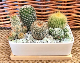 LIVE Cactus Arrangement Garden in White Modern Rectangle planter with Bamboo Saucer, Cactus gift, gift for dad
