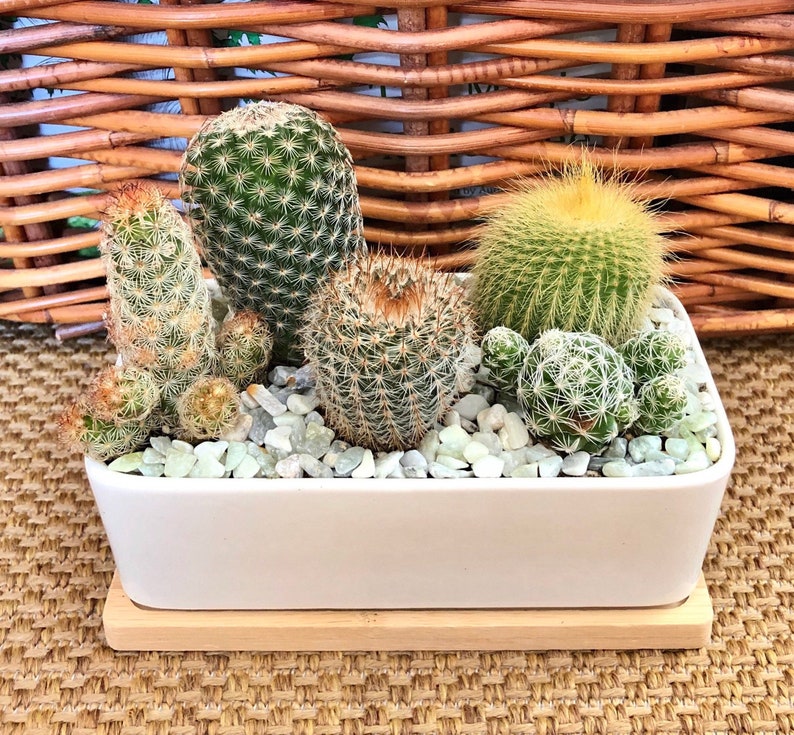 LIVE Cactus Arrangement Garden in White Modern Rectangle planter with Bamboo Saucer, Cactus gift, gift for dad image 1