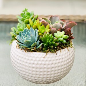 Live colorful succulent arrangement in 5” white ceramic golf ball planter, housewarming gift