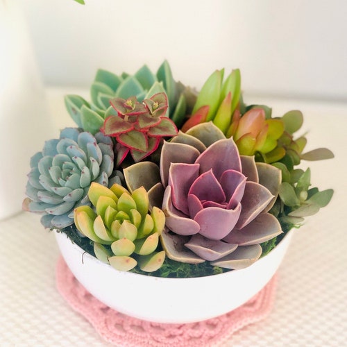 6” or 7” Colorful Live Succulent Arrangement in Ceramic White bowl Planter, Succulent Gift, Birthday Gift, Apartment decor, spring decor