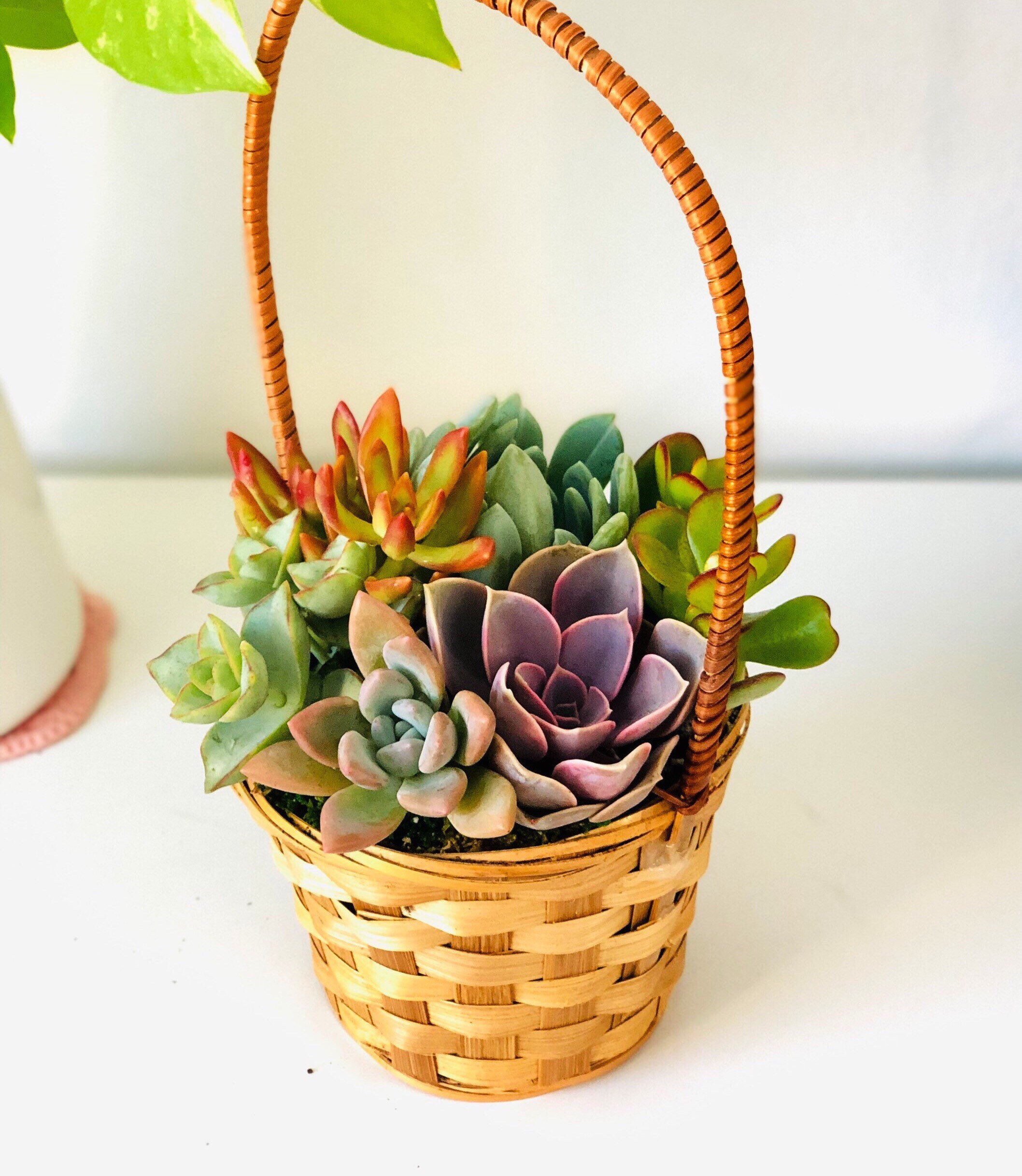 Colorful Succulent basket succulent arrangement in a bamboo Etsy