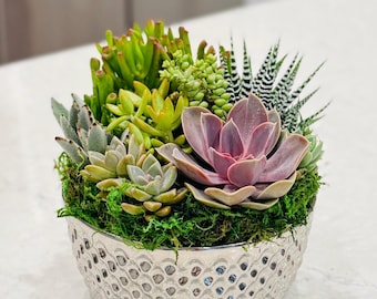 Live Succulent Arrangement: Modern Garden in Silver Planter (8 inch)