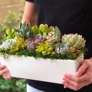 May include: A white rectangular planter filled with a variety of succulents, including green, gray, and purple varieties. The planter is sitting on a table and is being held by a person's hands.